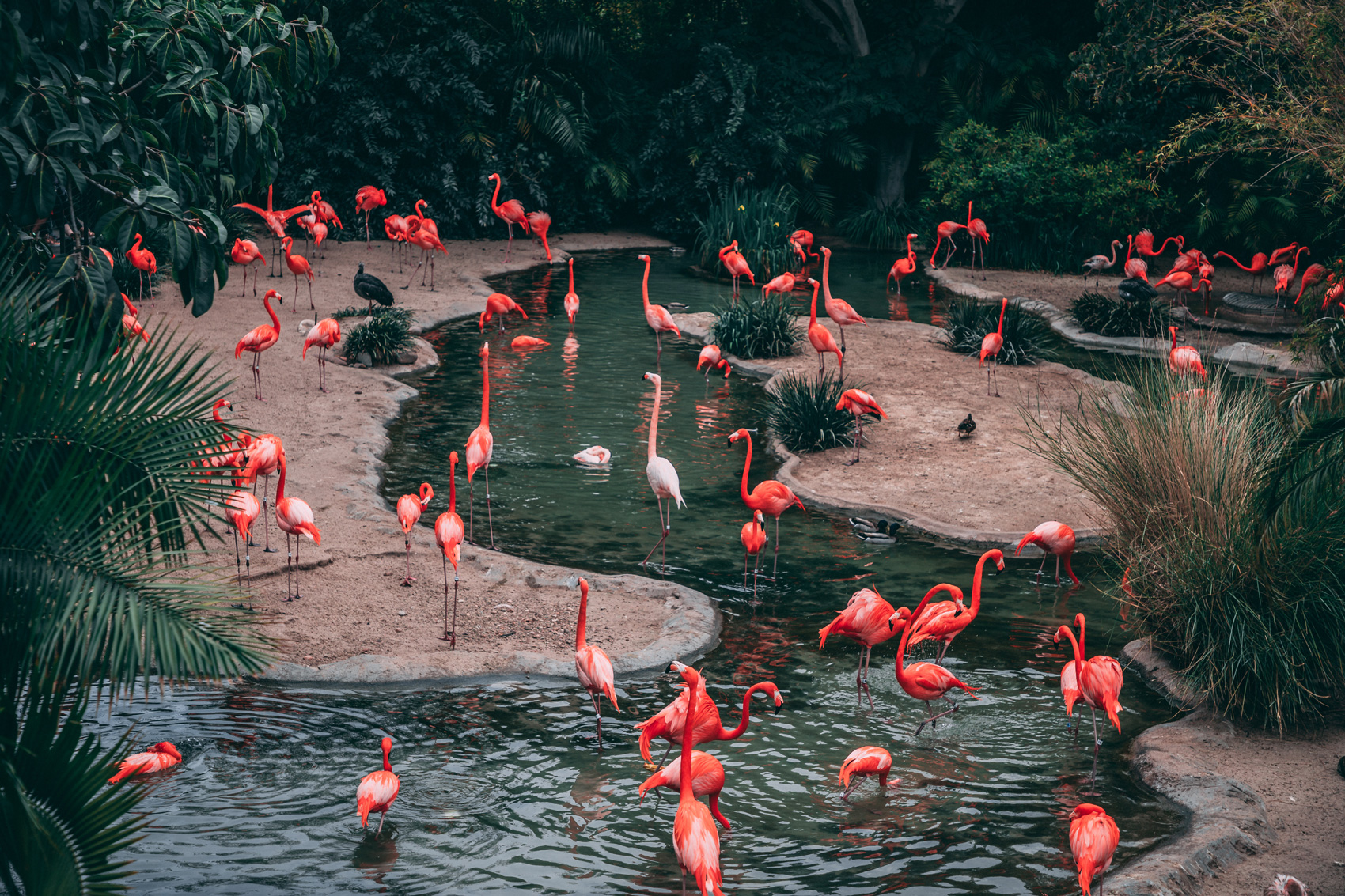 Flamingos