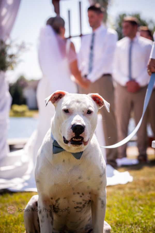 michigan weddings